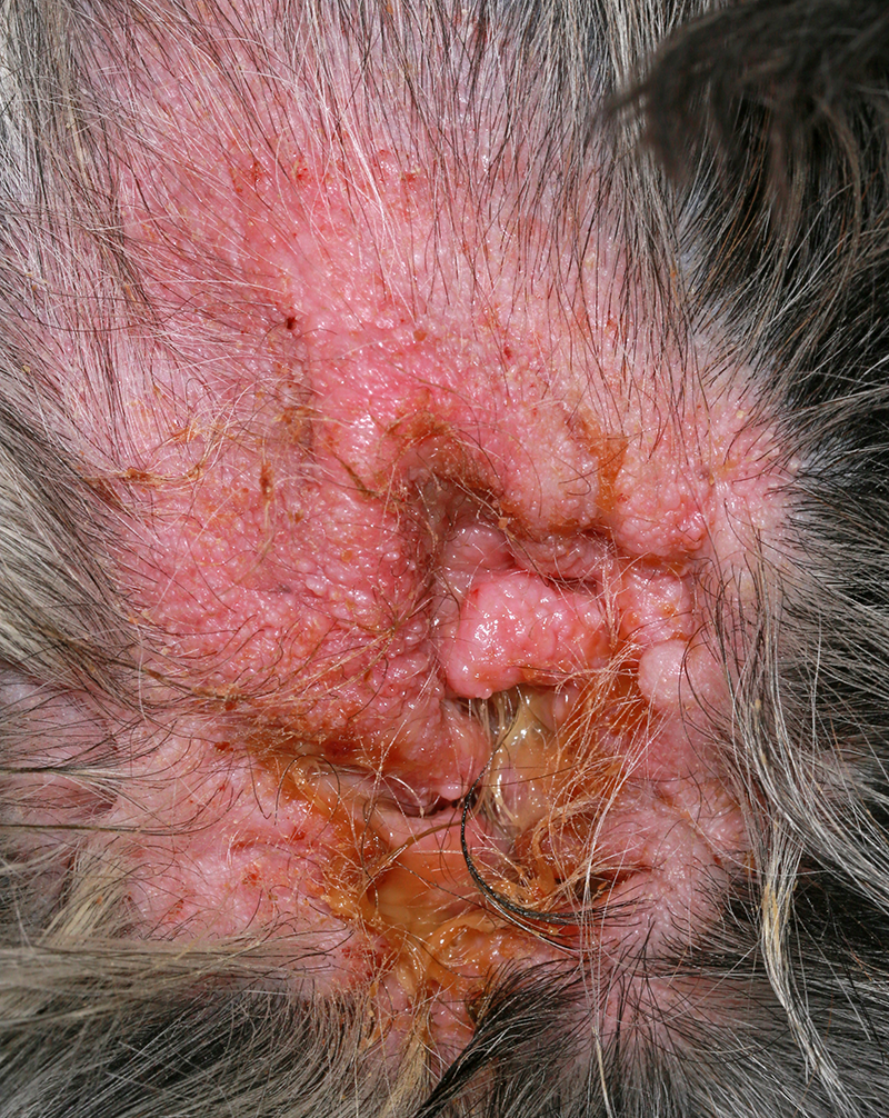 Ear inflammation in dogs (otitis externa)